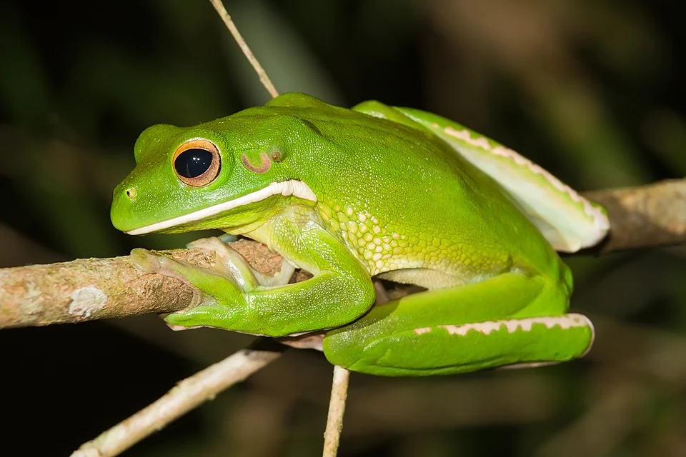 White lipped tree frog
